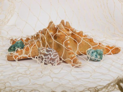 Seashells and starfish caught in a fishing net for use as an aquatic inference or decorative background.