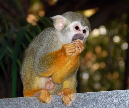 Common Squirrel Monkey eat something