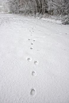 Spoors of a Deer in a Winter Landscape