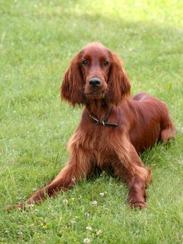 Young Irish Setter sitting on the green grass