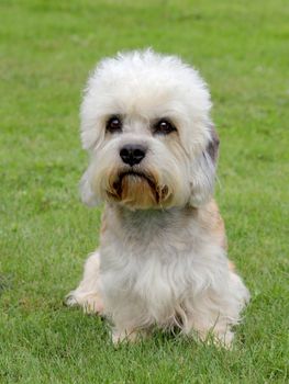 Dandie Dinmont Terrier in the garden