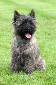 Cairn Terrier sitting on grass looking at camera