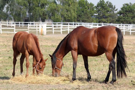 horse and foal eat hay ranch scene