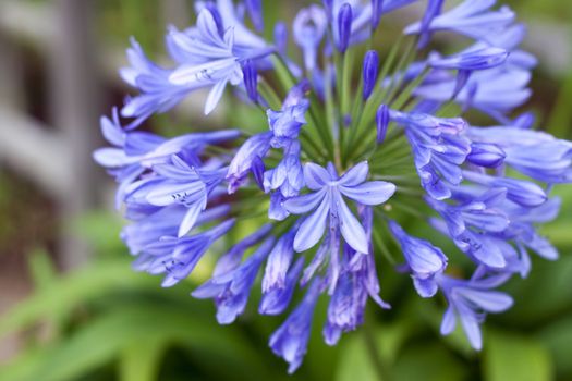 Clouse up of african lily