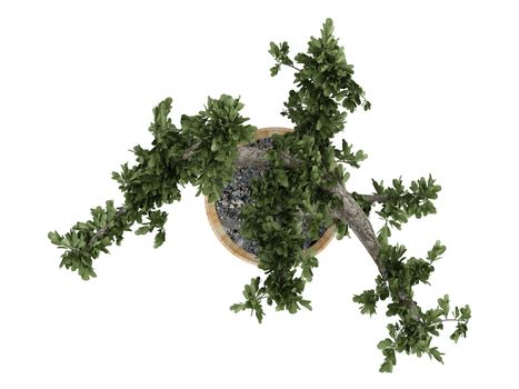 Bonsai tree in a pot isolated on white background