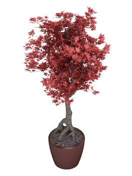 Red bonsai tree in a pot isolated on white background