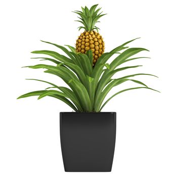 Fruiting pineapple plant with a ripenng fruit potted in a container as an ornamental houseplant isolated on white