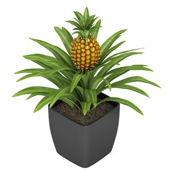 Fruiting pineapple plant with a ripenng fruit potted in a container as an ornamental houseplant isolated on white