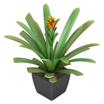 Flowering guzmania plant potted up in a container as an ornamental houseplant isolated on white