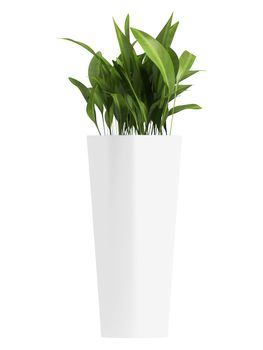 Aspidistra, a commonly cultivated foliage houseplant, growing in a triangular container isolated on white