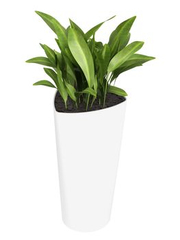 Aspidistra, a commonly cultivated foliage houseplant, growing in a triangular container isolated on white