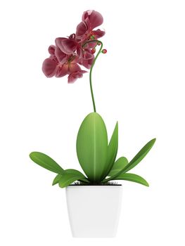 Beautiful spike of flowering purple phalaenopsis orchids on a potted indoor houseplant isolated on white