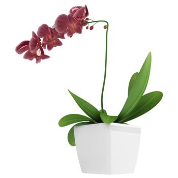 Beautiful spike of flowering purple phalaenopsis orchids on a potted indoor houseplant isolated on white