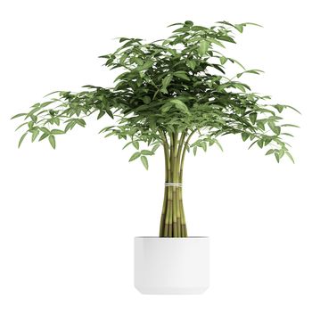 Ornamental bambpoo houseplant in a white ceramic pot with several canes tioed together to produce a pretty leafy crown isolated on white