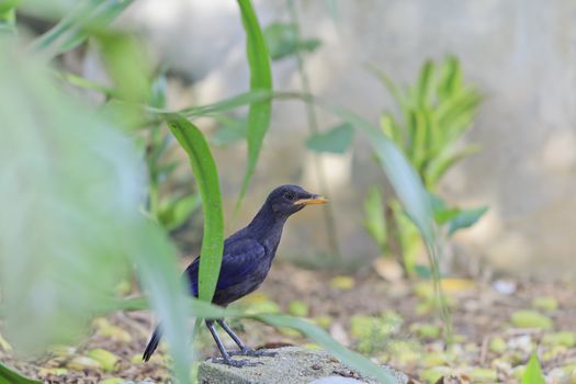 Blue Whistling Thrush (Myophonus caeruleus) bird standing