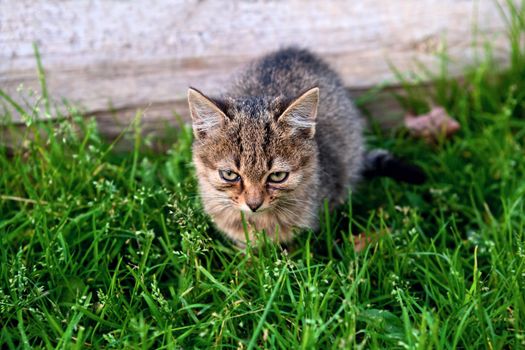 cute andry kitten on grass outdoors