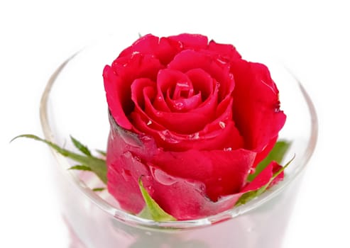 Roses in glass on a white background