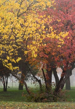 trees in an autumnal park