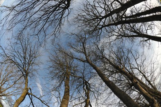 Blue Sky with Trees in a Fisheye aspect