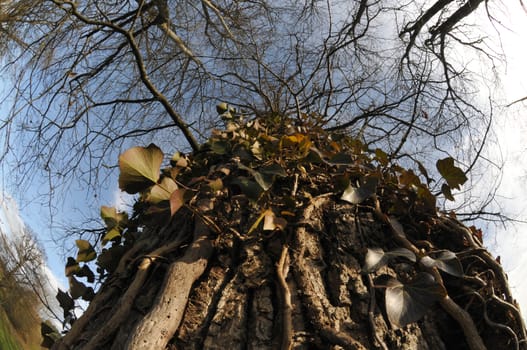 Ivy on a Trunc with Blue Sky in a Fisheye aspect