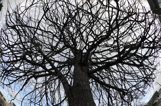 Many branchs of a Tree with a rounded Fisheye view