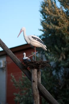 Decorative nest with two storks