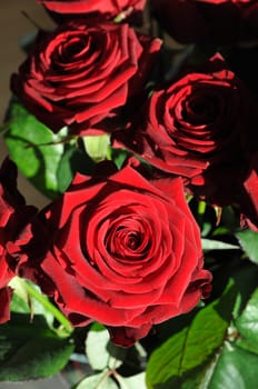 Three Big Red Roses with Green Leafs