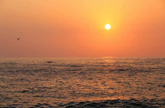 Beautiful sunset on the beach and seagulls 