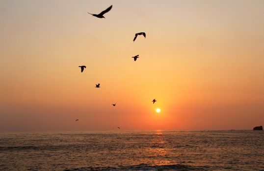 Romantic sea sunset and lot of seagulls 