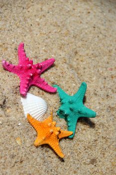 Funny starfishes on the beach 