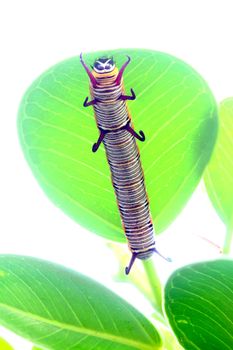 a caterpillar is crawling on a leaf