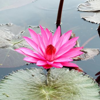 pInk lotus on the River