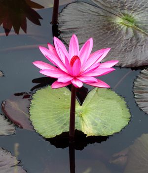 pInk lotus on the river