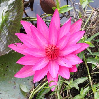 pInk lotus on the river