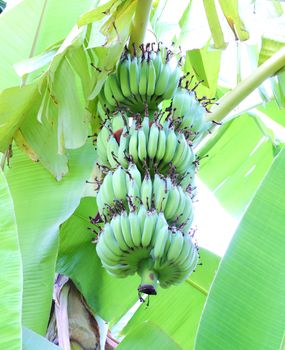 green bananas on a tree