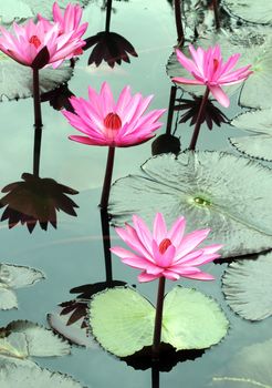 water lily lotus flower and leaves