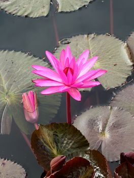 pInk lotus on the river