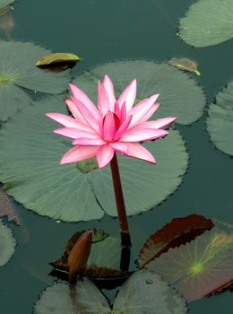 pInk lotus on the river