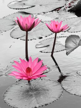 water lily lotus flower and leaves