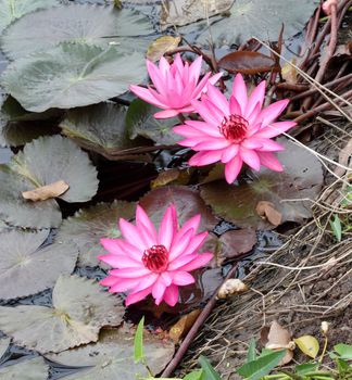 water lily lotus flower and leaves