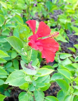 red hibiscus flower and leaf