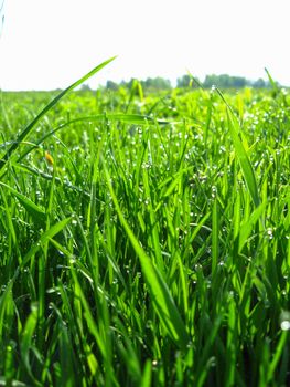 the image of thrickets of a high green grass