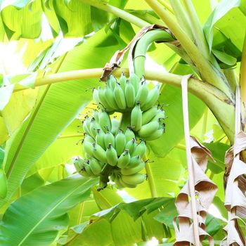 green bananas on a tree