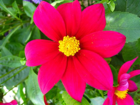 the image of a beautiful flower of red dahlia