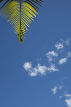 Green cycad branch against blue sky.
