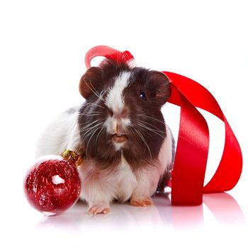Guinea pig with a tape and a sphere on a white background