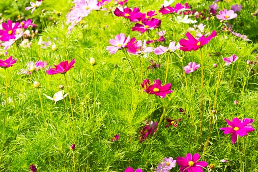 Cosmos flowers background