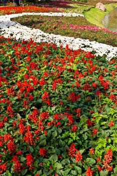 salvia flower