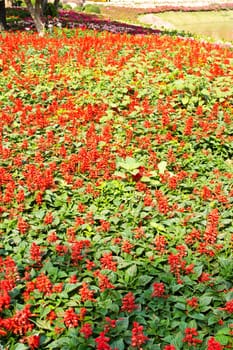 salvia flower