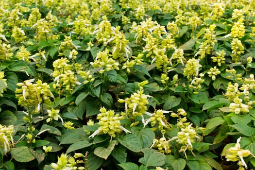 salvia flower